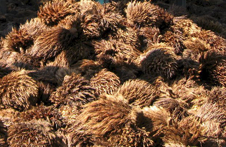 Agricultural Planting Waste