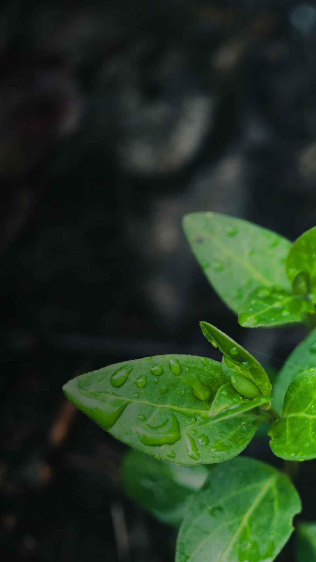 Biomass to Biochar Carbonization Solution