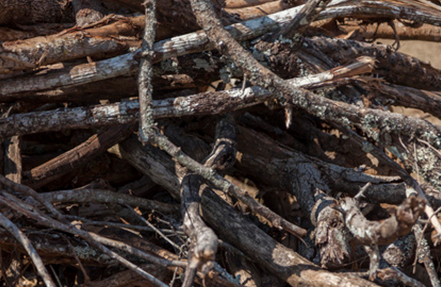 Forest Management Waste