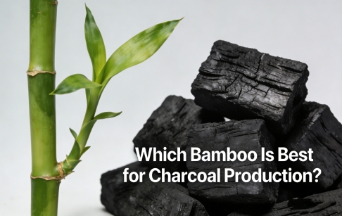 Quel bambou est le meilleur pour la production de charbon de bois ?