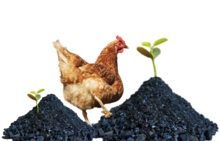 Chicken manure and carbonized chicken manure for biochar production